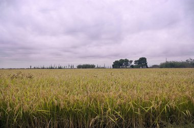 Valencia İspanya 'nın Albufera' sında bir pirinç tarlası manzarası.