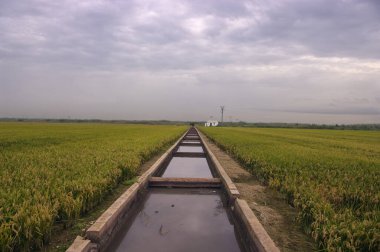 İspanya, Valencia 'daki pirinç tarlalarında sulama kanalı sistemi..