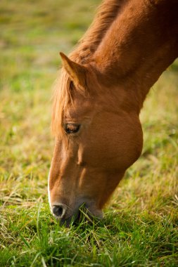 bir at grazes
