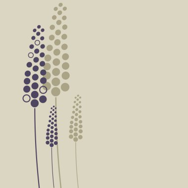 Muscari kum
