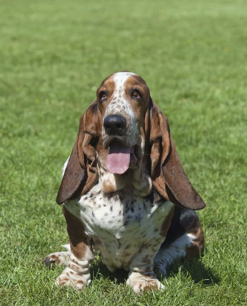 Portret van een rasechte basset hound op groen gras — Stockfoto