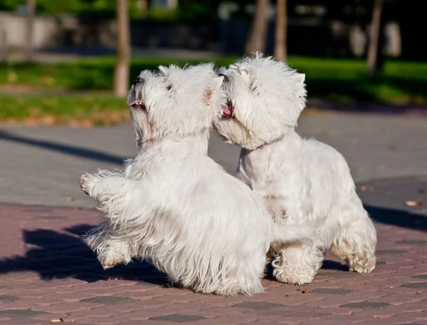 Deux West Highland White Terrier jouent dans le parc — Photo