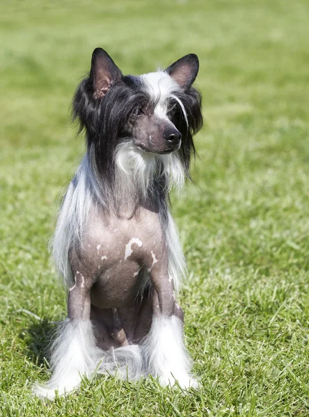 Portrait of purebred, CHINESE CRESTED DOG — Stock Photo, Image