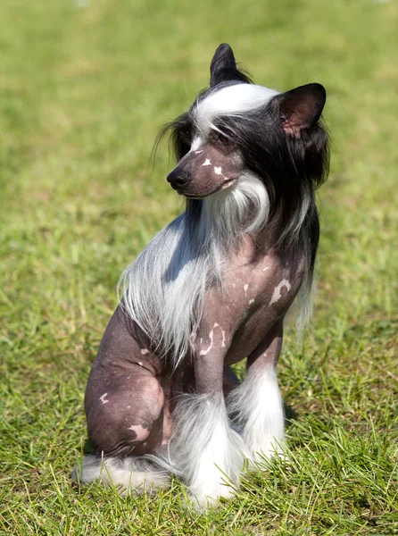 Chiński czubaty pies siedzi na zielonej trawie. odkryty — Zdjęcie stockowe