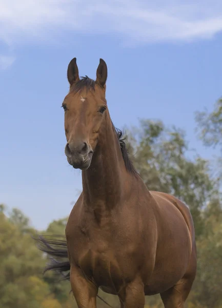 Красивая лошадь осенью — стоковое фото