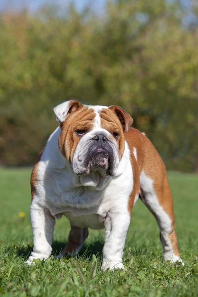 Vackra manliga engelska bulldog stående i gräset — Stockfoto