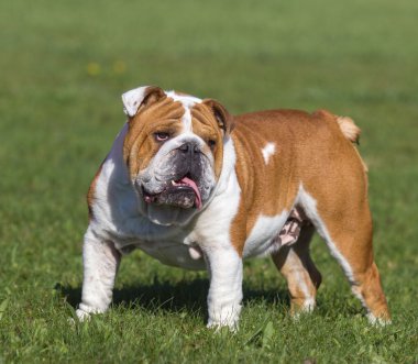 güzel köpek bir arka planda yeşil çimen