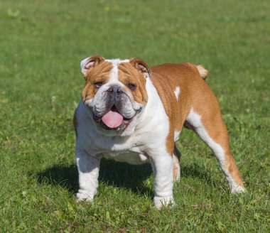 Kameraya bakarak yeşil çim zemin güzel köpek