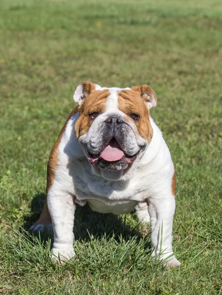 Mooie hond op een achtergrond van groen gras camera kijken — Stockfoto