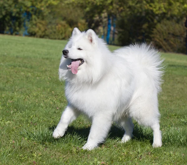 Vacker vit hund på en bakgrund av grönt gräs — Stockfoto