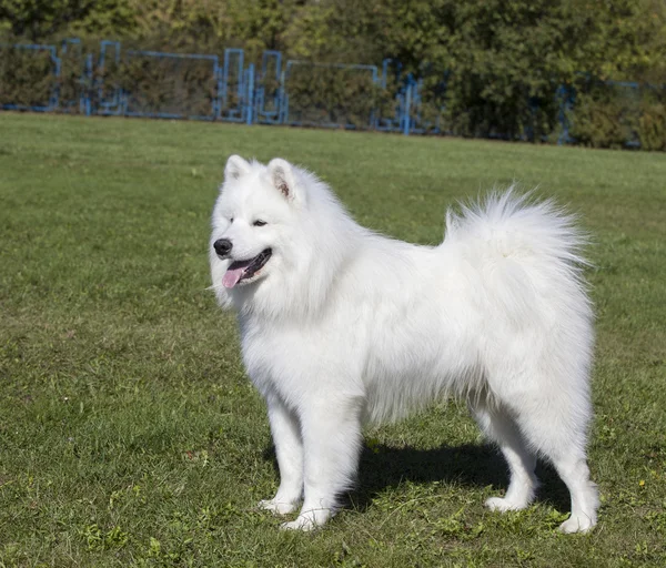 Gyönyörű fehér kutya, a zöld fű háttér — Stock Fotó