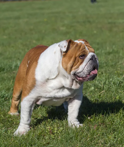 Mooie hond op een achtergrond van groen gras — Stockfoto