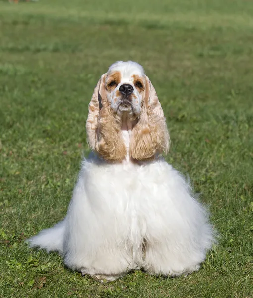 Beautiful purebred dog on green grass looking at camera — Stock Photo, Image