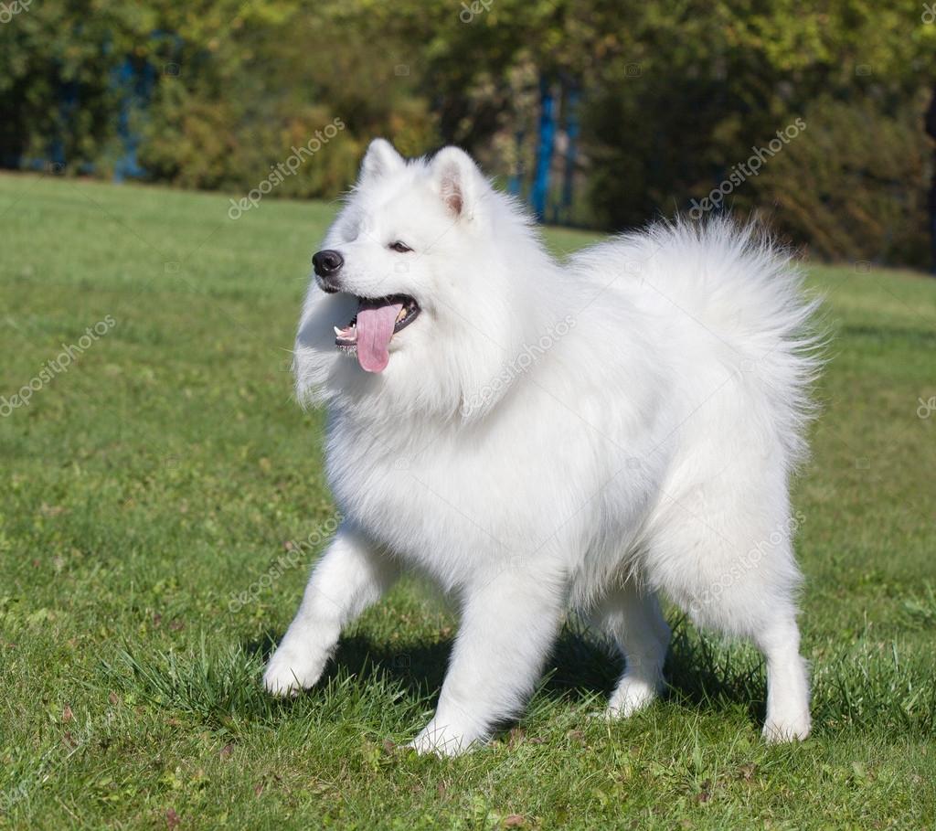 beautiful white dog