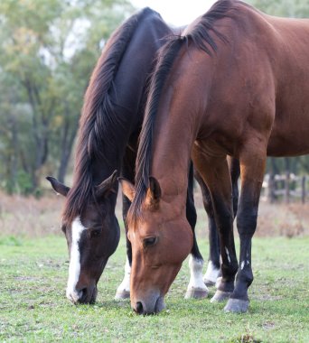 bir çayır otlatma iki safkan at