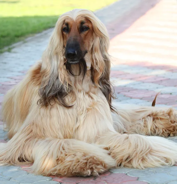 Portrait of the purebred dog breed Afghan Hound — Stock Photo, Image