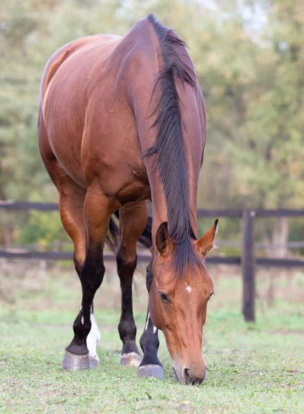 Um belo cavalo vermelho no outono — Fotografia de Stock