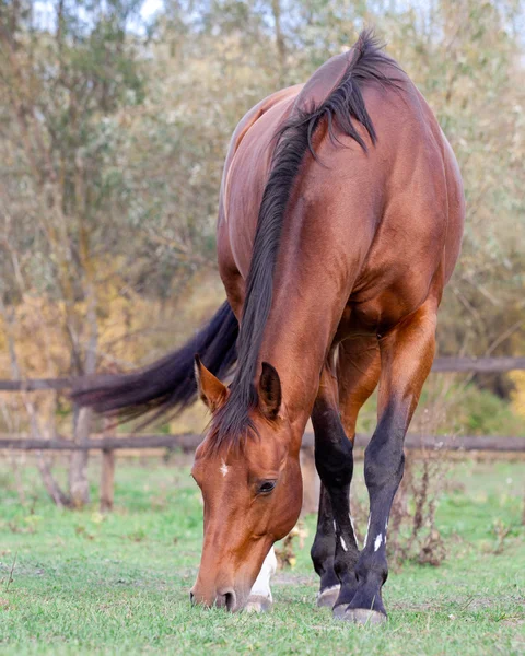 Um belo cavalo vermelho no outono — Fotografia de Stock