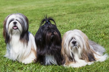Yeşil çimenlerin üzerinde üç safkan lhasa apso portresi
