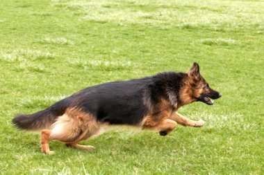 Alman çoban köpeği yeşil çimenlerin üzerinde