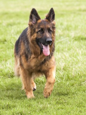 Alman çoban köpeği yeşil çimenlerin üzerinde