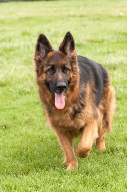 Alman çoban köpeği yeşil çimenlerin üzerinde