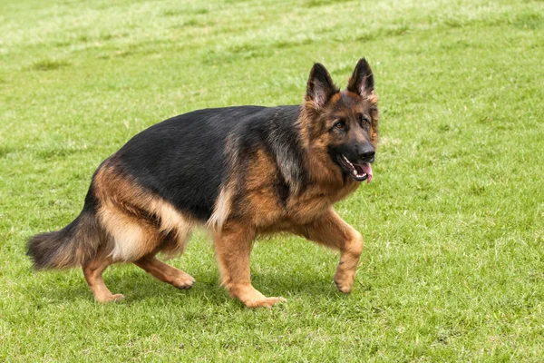 German Shepherd Dog on green grass — Stock Photo, Image