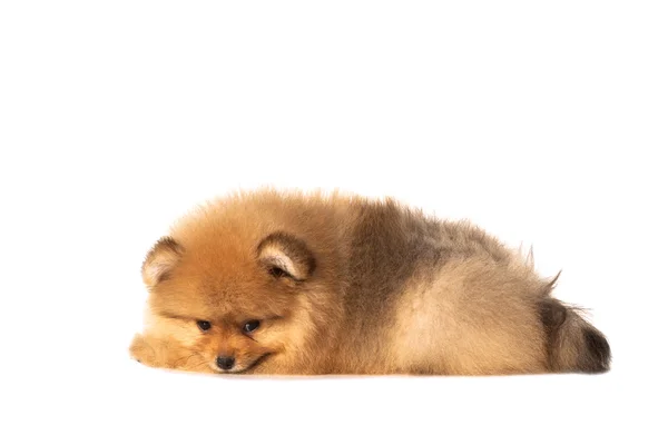 하얀 배경에 있는 작은 강아지 — 스톡 사진
