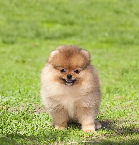 Puppy on green grass — Stock Photo, Image