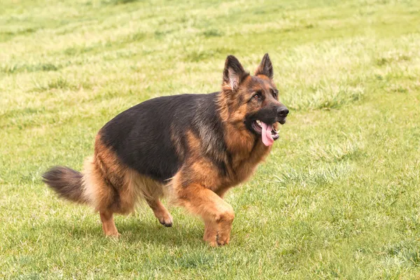 Perro pastor alemán sobre hierba verde — Foto de Stock