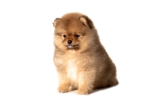 Small puppy on a white background — Stock Photo, Image