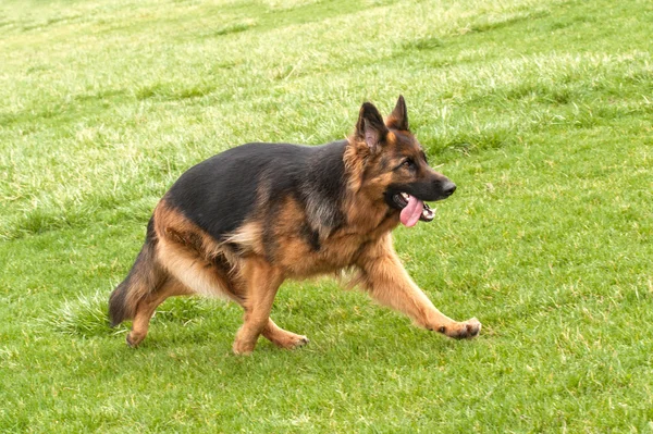 緑の草にジャーマン ・ シェパード犬 — ストック写真