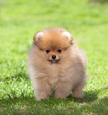 köpek yeşil çimenlerin üzerinde