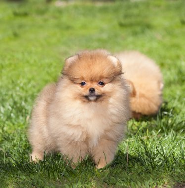 köpek yeşil çimenlerin üzerinde