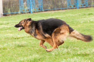 Alman çoban köpeği yeşil çimenlerin üzerinde