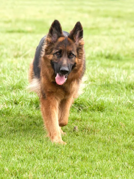 Alman çoban köpeği yeşil çimenlerin üzerinde — Stok fotoğraf