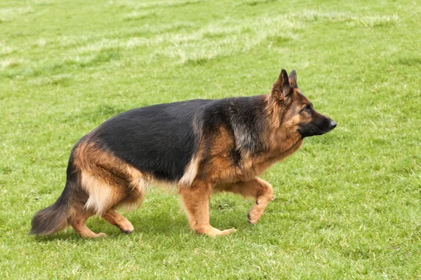 Pastor alemão cão na grama verde — Fotografia de Stock