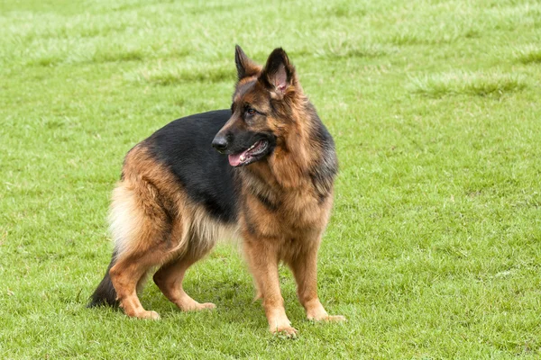 Alman çoban köpeği yeşil çimenlerin üzerinde — Stok fotoğraf