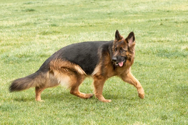 Pastor alemão cão na grama verde — Fotografia de Stock