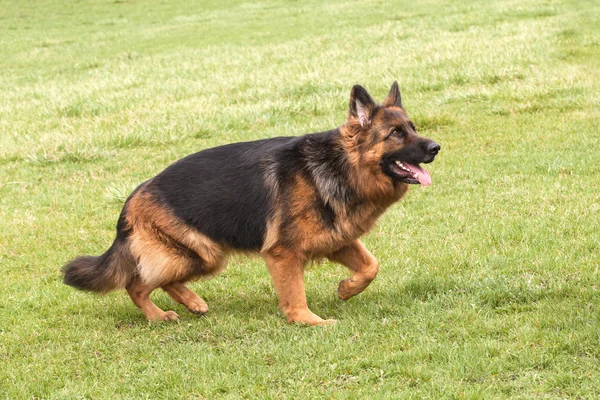 Alman çoban köpeği yeşil çimenlerin üzerinde — Stok fotoğraf