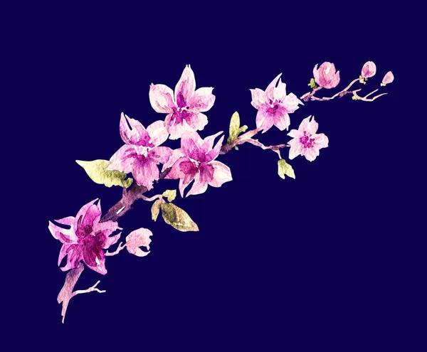 水彩插图"开花樱桃" — 图库照片