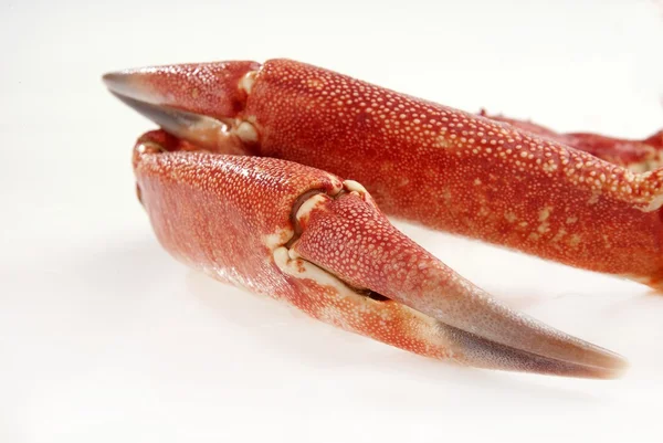 Pinces de crabe — Photo