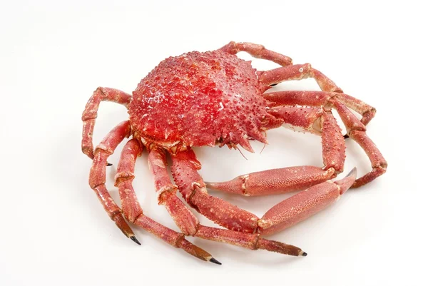 Crabe rouge sauvage — Photo