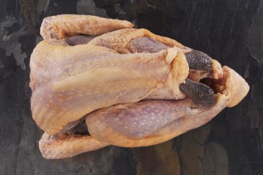 Gine Baykuşu