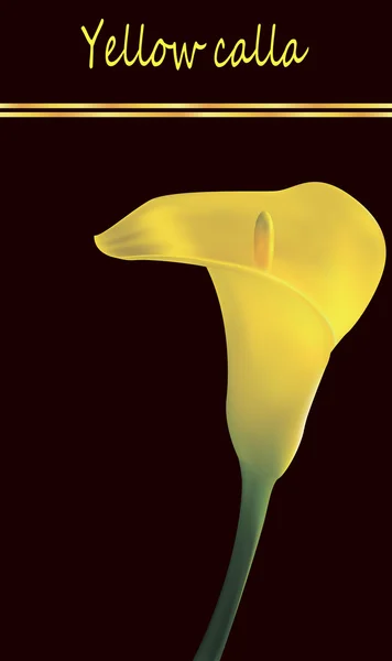 Calla jaune — Image vectorielle