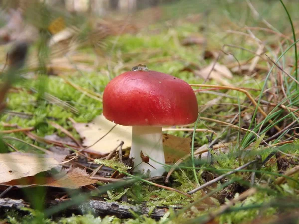 蘑菇的红色帽子 — 图库照片