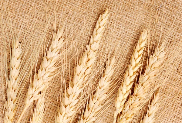 Orelhas de trigo em um têxtil — Fotografia de Stock