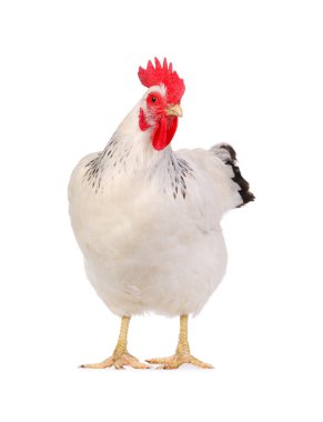 Beyaz tavuk