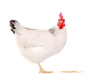 hen buğday yemek