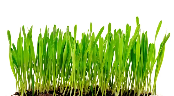 Isolated green grass — Stock Photo, Image